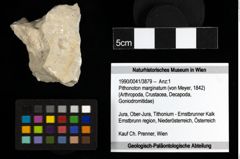 Foto (Objekt + Etiketten) von Pithonoton marginatum (von Meyer, 1842) 